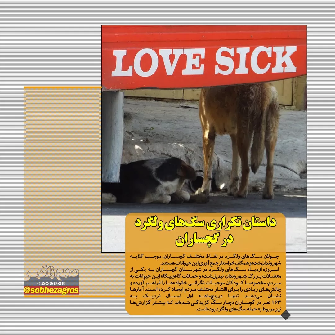 داستانی تکراری به نام سگ های ولگرد