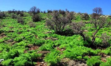 طبیعت بکر «زنگویی» کوهستان دنا