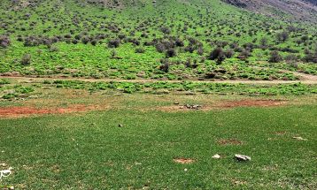 طبیعت بکر «زنگویی» کوهستان دنا