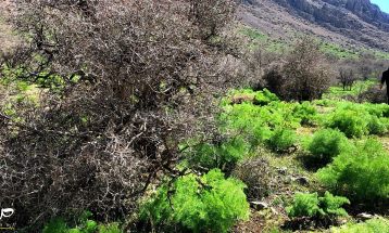 طبیعت بکر «زنگویی» کوهستان دنا