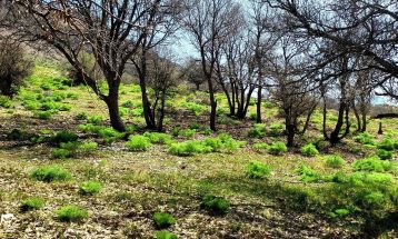 طبیعت بکر «زنگویی» کوهستان دنا