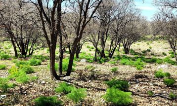 طبیعت بکر «زنگویی» کوهستان دنا