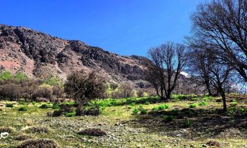 طبیعت بکر «زنگویی» کوهستان دنا