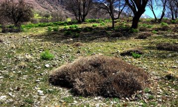 طبیعت بکر «زنگویی» کوهستان دنا