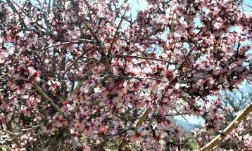 طبیعت بکر «زنگویی» کوهستان دنا