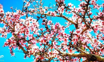 طبیعت بکر «زنگویی» کوهستان دنا