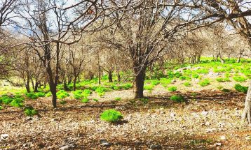 طبیعت بکر «زنگویی» کوهستان دنا