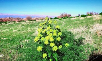 طبیعت بکر «زنگویی» کوهستان دنا