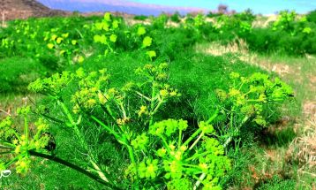طبیعت بکر «زنگویی» کوهستان دنا