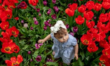 شکوفایی لاله‌ها در باغ ایرانی