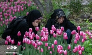 شکوفایی لاله‌ها در باغ ایرانی