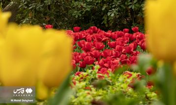 شکوفایی لاله‌ها در باغ ایرانی