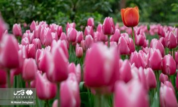 شکوفایی لاله‌ها در باغ ایرانی