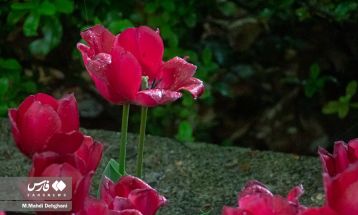 شکوفایی لاله‌ها در باغ ایرانی