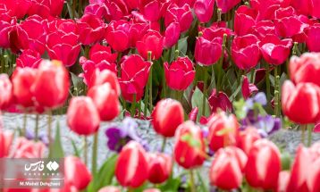 شکوفایی لاله‌ها در باغ ایرانی