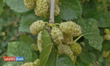 شاه‌توت؛سلطان میوه‌ها با کاربردهای دارویی