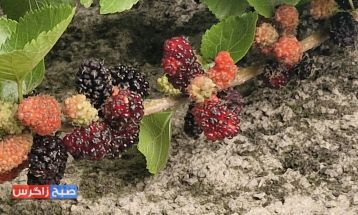 شاه‌توت؛سلطان میوه‌ها با کاربردهای دارویی