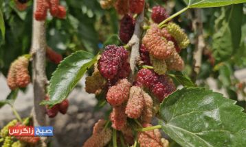 شاه‌توت؛سلطان میوه‌ها با کاربردهای دارویی