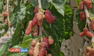 شاه‌توت؛سلطان میوه‌ها با کاربردهای دارویی