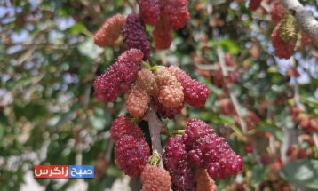 شاه‌توت؛سلطان میوه‌ها با کاربردهای دارویی