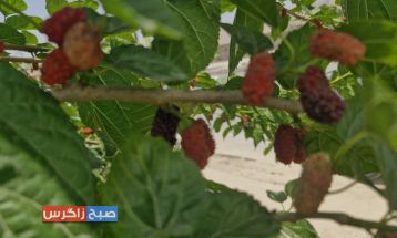 شاه‌توت؛سلطان میوه‌ها با کاربردهای دارویی