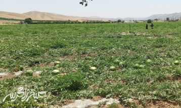 سپاه پای کار کشاورزان باشتی