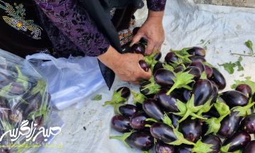 زندگی عادی شهروندان باشتی زیر سایه جنگ