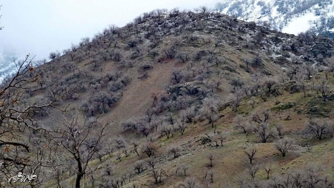 تابلوی چشم‌نواز طبیعت در «گناوه» گچساران