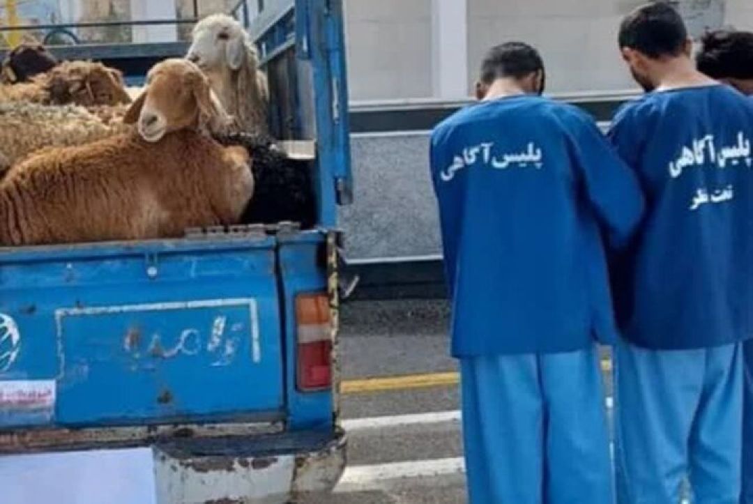 دستگیری ۲ سارق حرفه‌ای احشام در شهرستان کهگیلویه