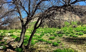 طبیعت بکر «زنگویی» کوهستان دنا