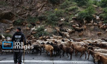 «جاده چالوس»؛ گذرگاه بهاری عشایر