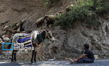 «جاده چالوس»؛ گذرگاه بهاری عشایر